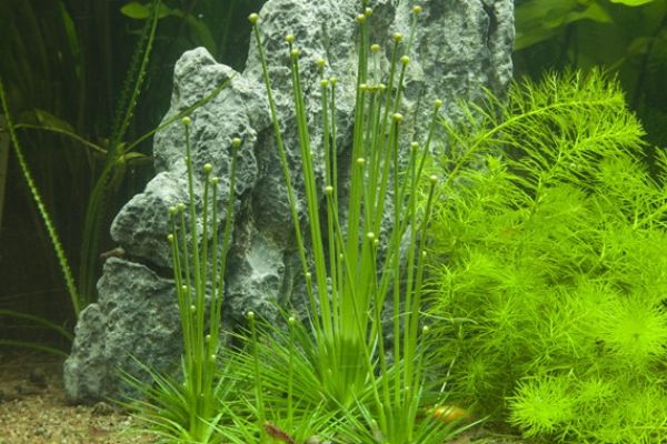 Eriocaulon cinereum/ 1-2-Grow!